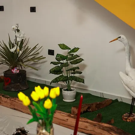E Shtojzovalleve *